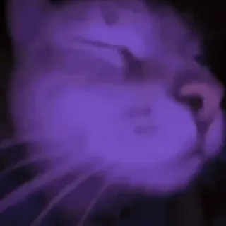 🥳 Katze, lila, Tier, Haustier, Hauskatze, Säugetier whatsapp sticker