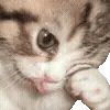 🐱