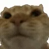 🙅♂️