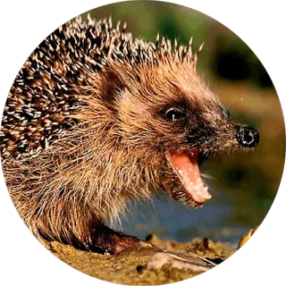 😂 hérisson, animal, mammifère, faune, mignon telegram sticker