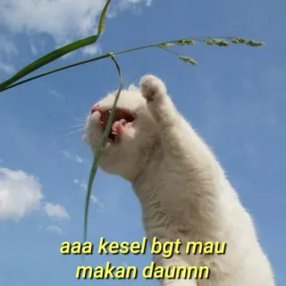 💛 aaa kesel bgt mau makan daunnn gato, animal, meme, humor, grama, céu, engraçado telegram sticker