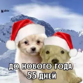 🎄 ДО НОВОГО ГОДА 55 ДНЕЙ noël, nouvel an, chien, chiot, bonnet de père noël, fête, neige, hiver whatsapp sticker
