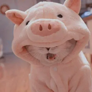 🐷 gato, cerdo, disfraz, lindo, animal, mascota whatsapp sticker