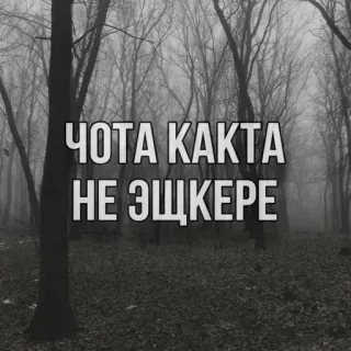 🌟 ЧОТА КАКТА
НЕ ЭЩКЕРЕ 러시아어 텍스트, 나무, 어두운 숲 whatsapp sticker