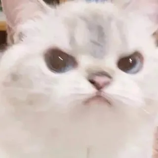 😠 cat, animal, meme, funny, cute, pet, domestic cat telegram sticker