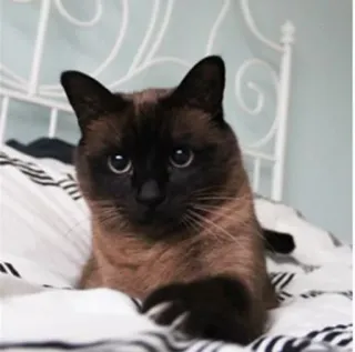 😁 кот, сиамский кот, домашнее животное, животное, домашнее животное, млекопитающее telegram sticker