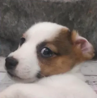 😦 cane, animale domestico, animale, carino, cucciolo, animale domestico telegram sticker