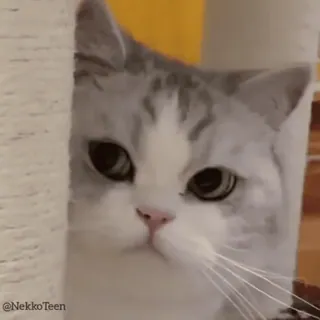 😏 NekkoTeen cat, cute, kitten, animal, pet telegram sticker