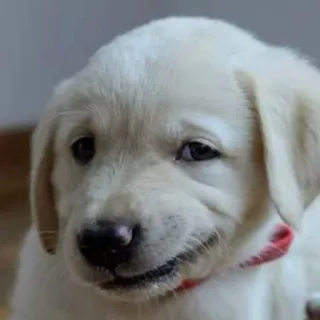 😏 cucciolo, cane, Labrador Retriever, carino, animale domestico, animale, collare per cani, ritratto telegram sticker
