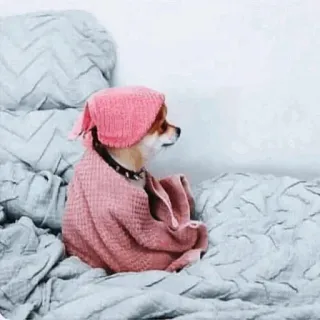🐶 Hund, süß, Decke, rosa, kuschelig, Haustier telegram sticker