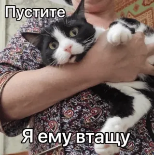 😤 Пустите Я ему втащу cat, funny, meme, pet, holding, cute whatsapp sticker