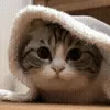 ❄️