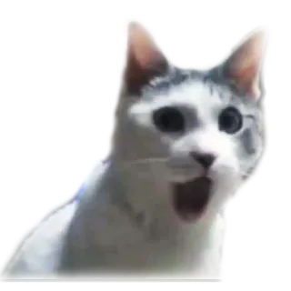 😱 gato, meme, animal, gracioso, expresión, impactado, sorprendido whatsapp sticker