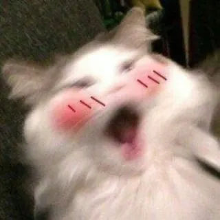 ☺ Katze, erröten, Tier, lustig, Meme telegram sticker