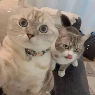 🌟 Katzen, süß, Tiere, Haustiere, entzückend, Katzenartige, Haustiere telegram sticker