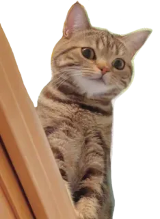 😸 kot, słodki, zwierzę, zwierzak, kociak, domowy, koci telegram sticker