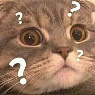 ❓ gatto, punto interrogativo, confusione, animale, animale domestico telegram sticker