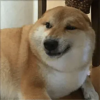🤨 Doge chien, shiba inu, mème, souriant, animal, animal de compagnie telegram sticker