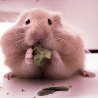🤏 hamster, cute, animal, rodent, pet, food telegram sticker