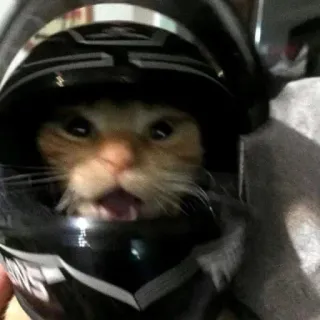 🤩 kucing, helm, motor, hewan, peliharaan, lucu whatsapp sticker