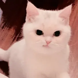 🥺 mèo, mèo trắng, mèo con, thú cưng, động vật, dễ thương telegram sticker