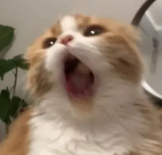 🙀 кот, зевающий, котенок, домашнее животное, милый, животное, домашняя кошка whatsapp sticker
