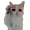 🐱