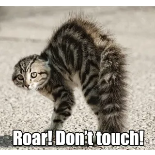 😠 Roar! Don't touch! gato, gatito, enojado, asustado, defensivo, divertido telegram sticker