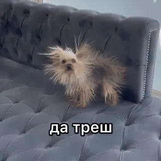 🤪 да треш собака, диван, питомец, животное telegram sticker