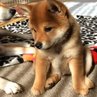😭 Hund, Shiba Inu, Welpe, süß, Tier, Haustier, Doge telegram sticker