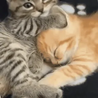 🥰 chatons, chats, mignon, animaux, animaux de compagnie, dormir, animaux domestiques telegram sticker