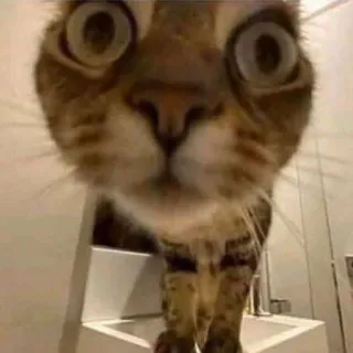 😳 кот, глаза, животное, питомец, смешной, большие глаза telegram sticker