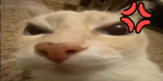 😠 Katze, wütend, Tier, Haustier, Meme telegram sticker