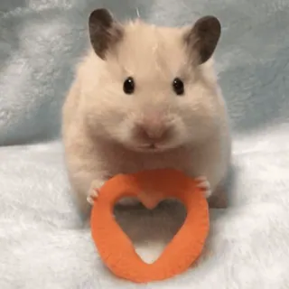 🐹 hamster, heart, animal, pet, cute, rodent telegram sticker