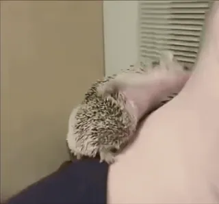 🦔 landak, hewan peliharaan, hewan, lucu, kecil, berduri, mamalia telegram sticker