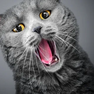 🐱 gatto, animale, gatto grigio, british shorthair, animale domestico, sbadiglio, carino telegram sticker