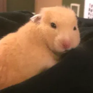 😒 hamster, animal de compagnie, animal, rongeur, mignon, petit, mammifère telegram sticker