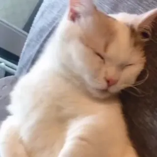 😣 gatto, dormire, animale domestico, animale domestico telegram sticker