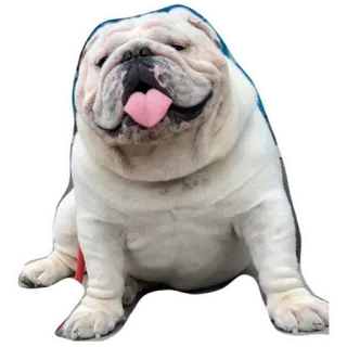 ⚪️ hond, bulldog, dier, huisdier, schattig, grappig telegram sticker