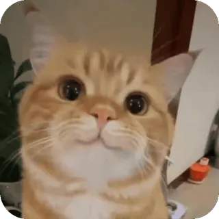 🙂 kucing, binatang, hewan peliharaan, lucu, kucing domestik telegram sticker