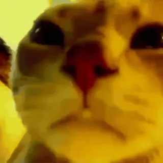 🤯 gatto, animale, animale domestico, meme telegram sticker