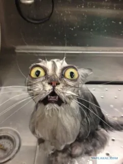 🐱 cat, wet, funny, animal, pet, bath telegram sticker