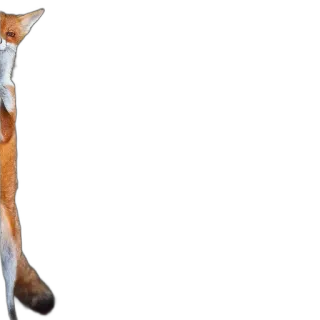 🌴 fox, animal, standing, legs, wildlife telegram sticker