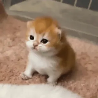🥹 gatito, gato, animal, lindo, mascota, pequeño, naranja whatsapp sticker