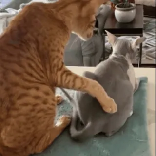 😐 cats, animals, domestic animals, pet, playing whatsapp sticker