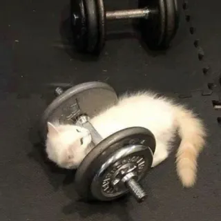 💪 chaton, haltère, exercice, haltérophilie, chat, drôle, mignon telegram sticker