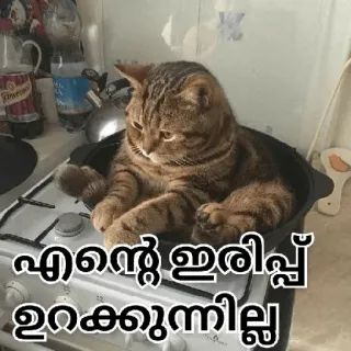 😂 എൻ്റെ ഇരിപ്പ് ഉറക്കുന്നില്ല cat, sitting, stove, kitchen, funny telegram sticker