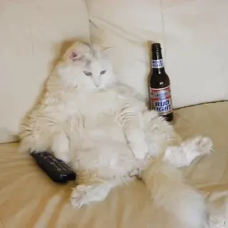 🐱 BUD LIGHT kucing, bir, jarak jauh, lucu, binatang, relaksasi telegram sticker