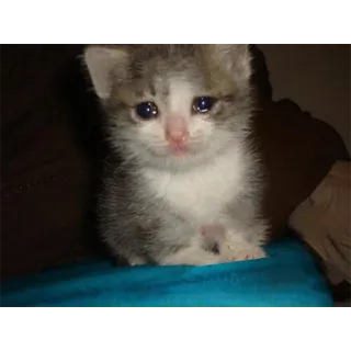 😞 gatito, gato, triste, lindo, animal, mascota telegram sticker