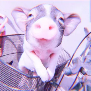 🐽 animal, pig, cute, pet, farm telegram sticker
